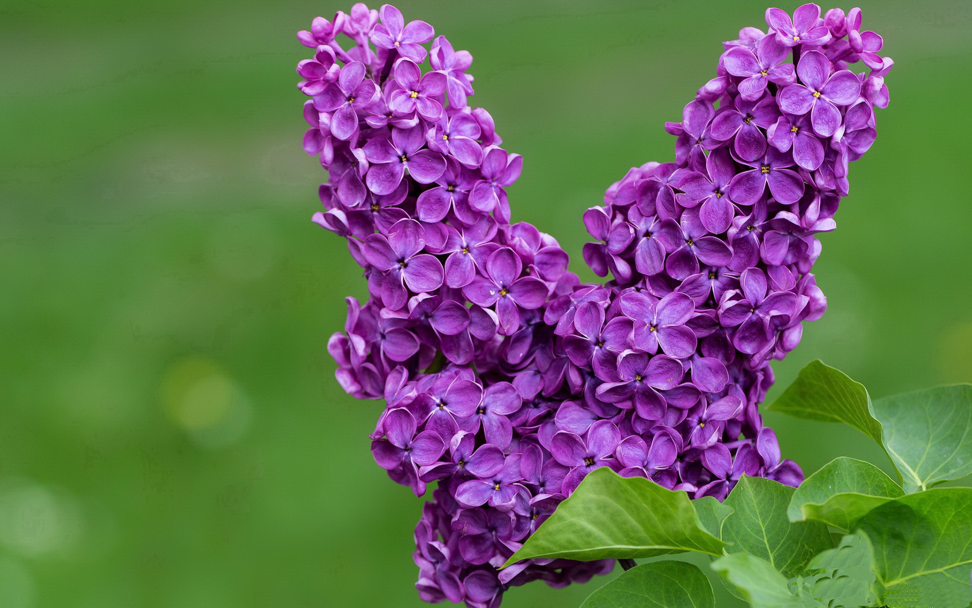 马克·阿特金森：他的快速突破和得分能力使南非队占据优势，阿特马利克