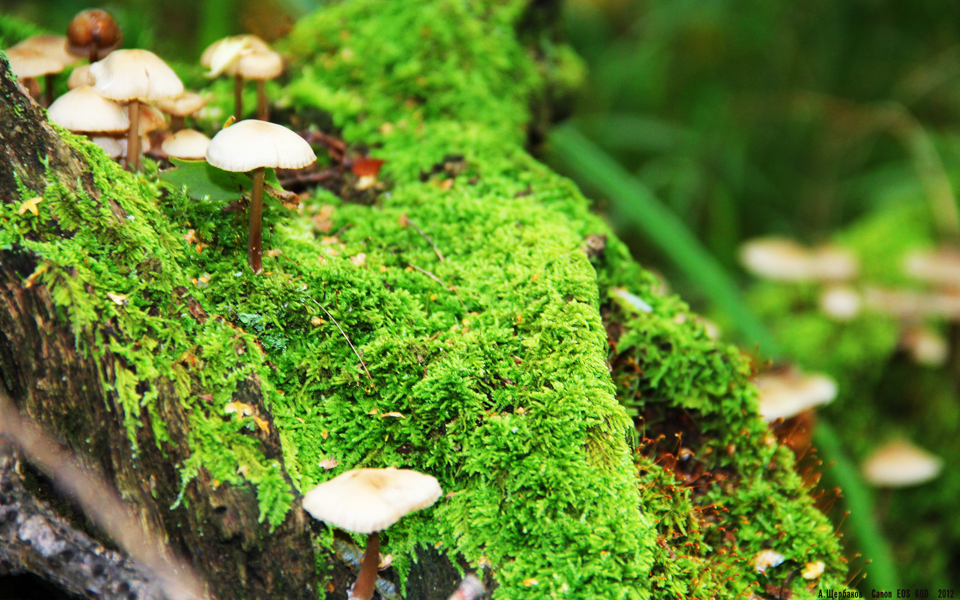 非洲篮球最高奖,安哥拉队连续夺冠,全球瞩目,非洲篮球锦标赛冠军