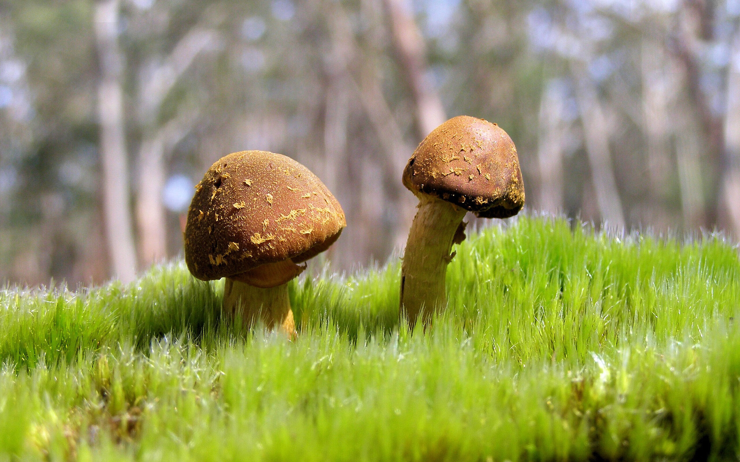 开云体育入口-骑士替补席上演精彩欢呼瞬间被摄影捕捉，骑士队百度百科